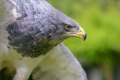 grijze arendbuizerd (Geranoaetus melanoleucus) 6-2016 1349